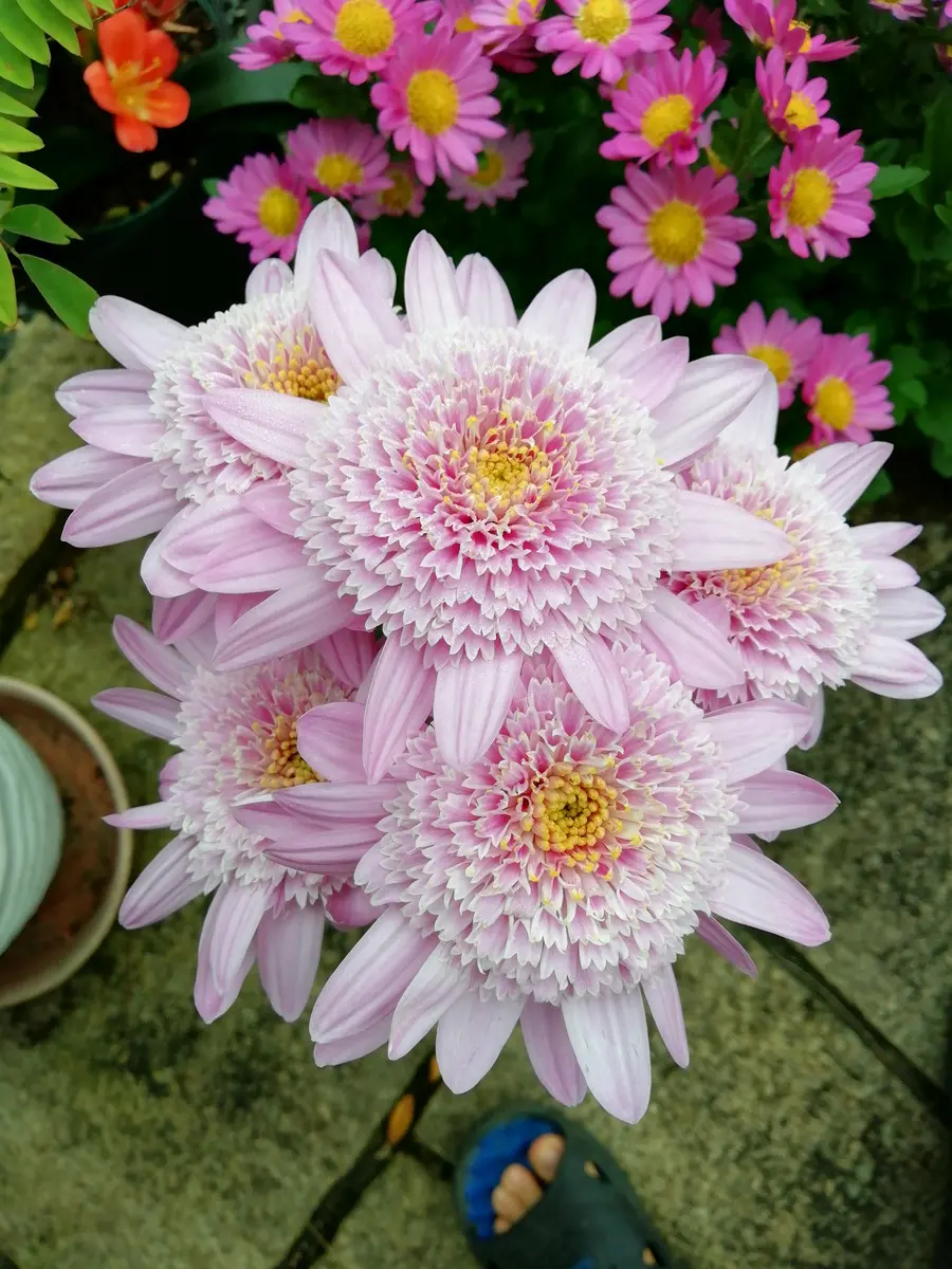 知人に頂いた菊です。今年、ズボラ仕立てで咲かせた花色ピンク