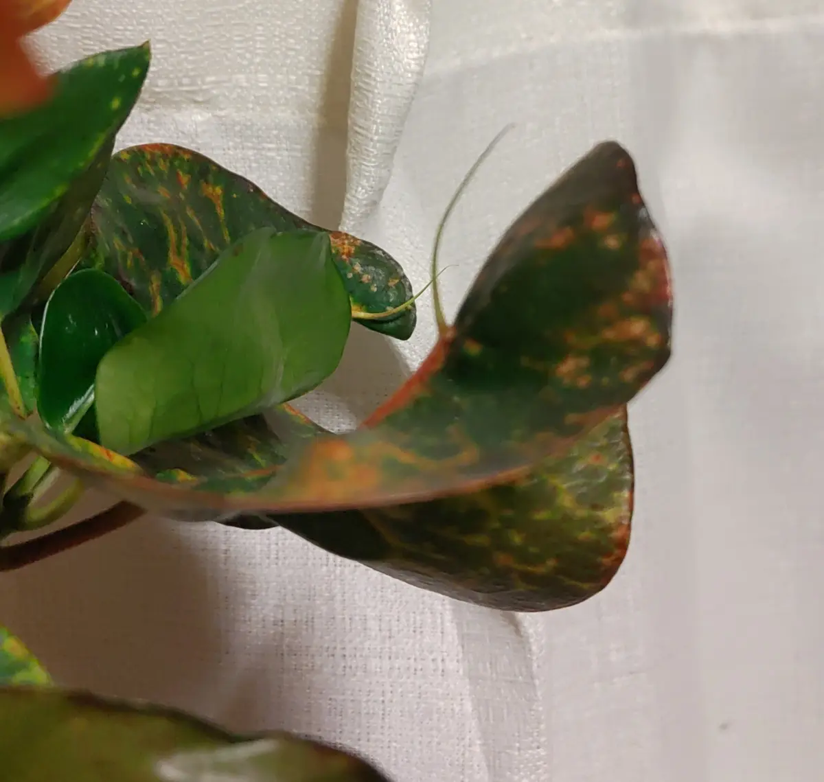 Warehouse31 観葉植物 クロトン飛び葉 クロトン トビハ 飛び葉 アート