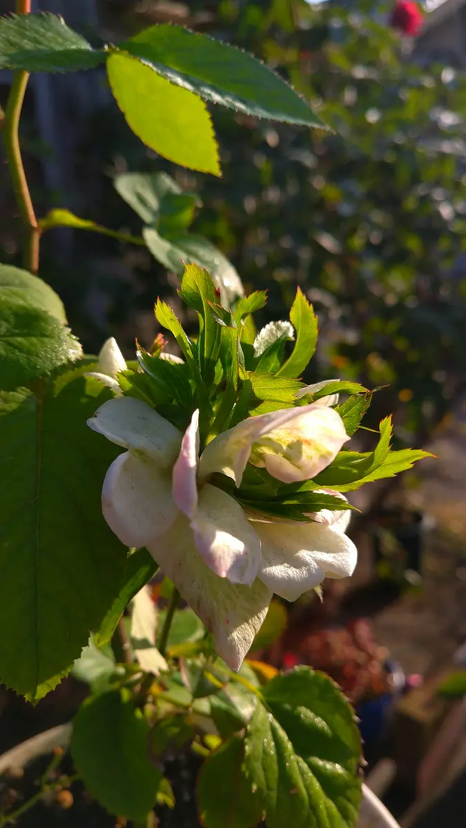 ご近所のバラの鉢植えです。息子さんの結婚式でもらった花束の
