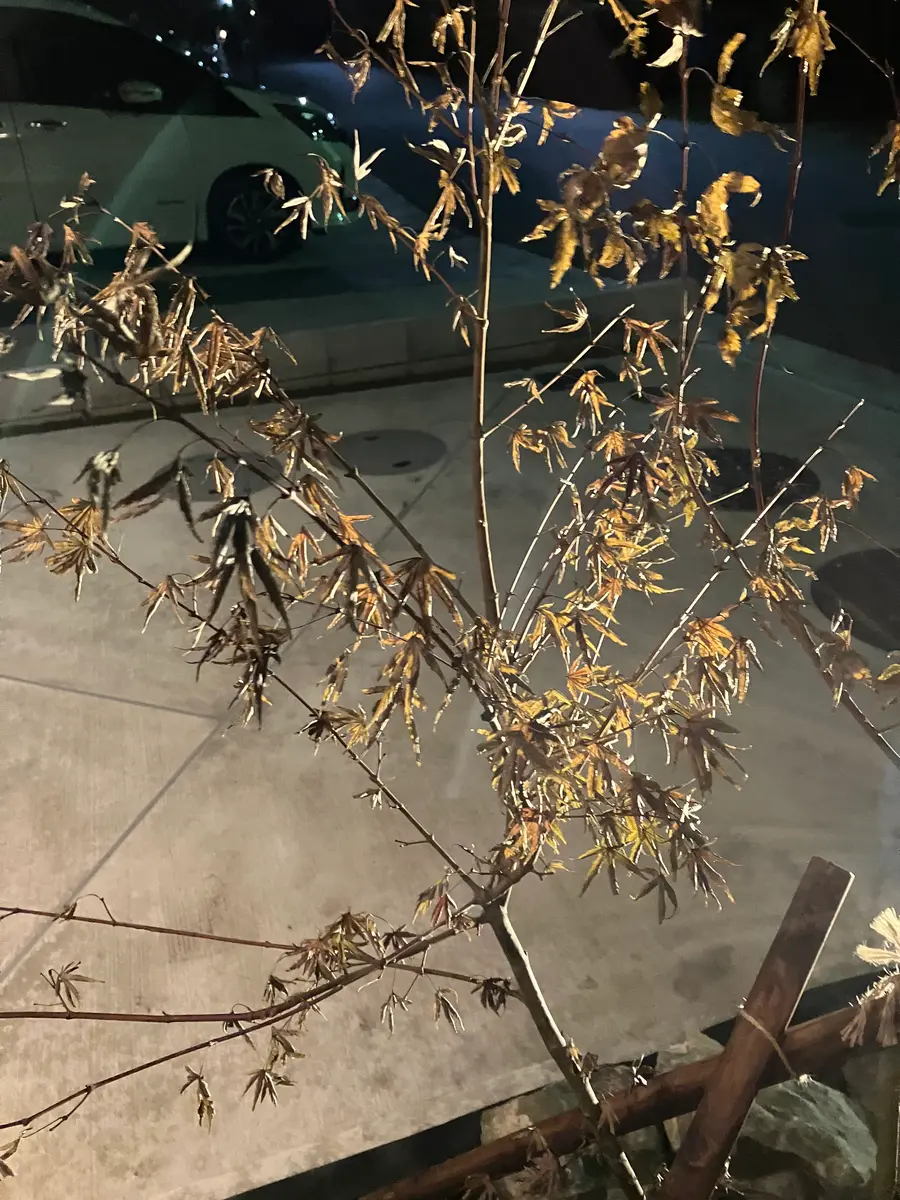 いろはもみじを購入したのですが、雨に当たっている時は葉っぱ