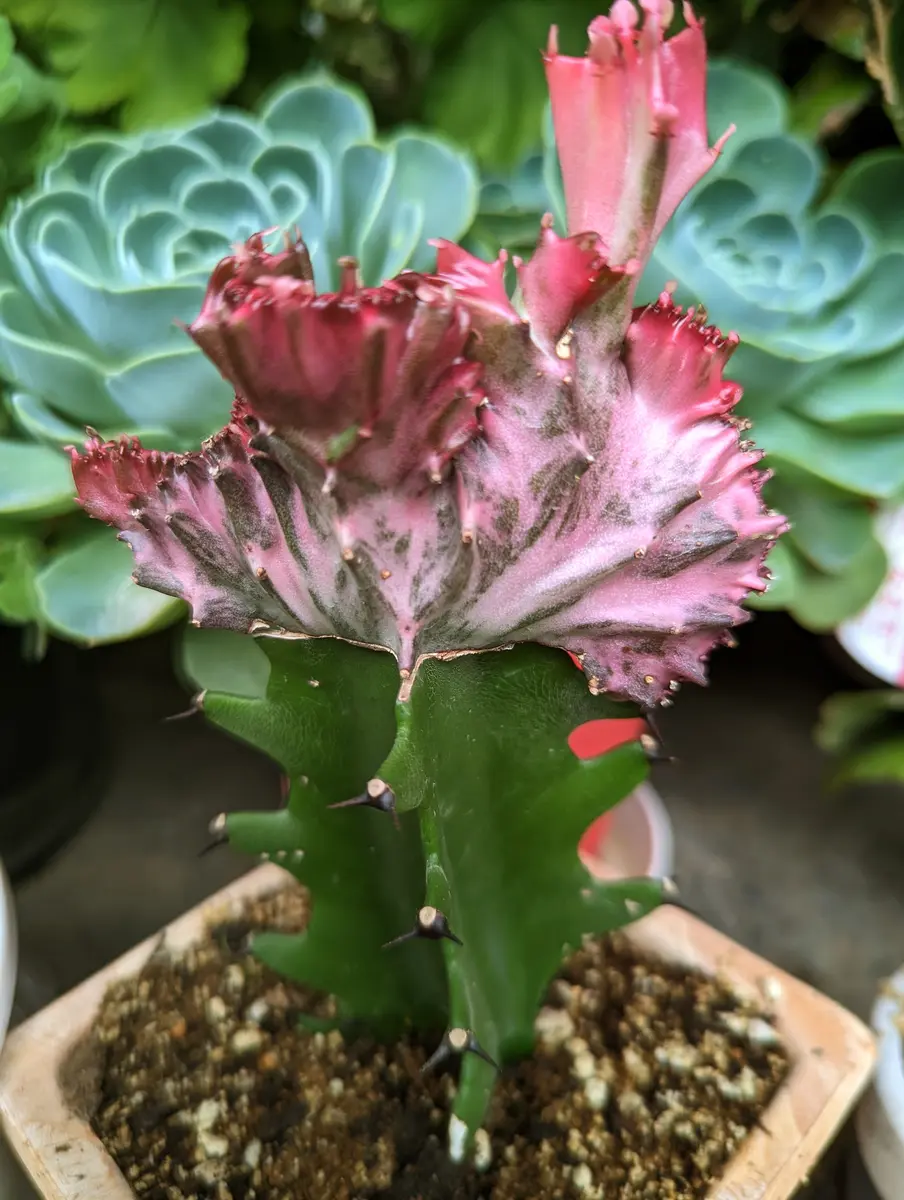ユーフォルビア ラクテア 石化 ユーフォルビア ラクテア綴化 Euphorbia