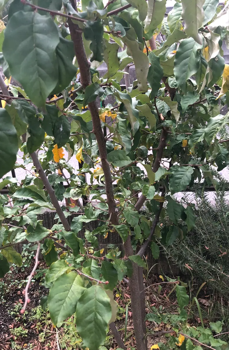 グミの木ですが種類が分かりません。どなたかお分かりになる方