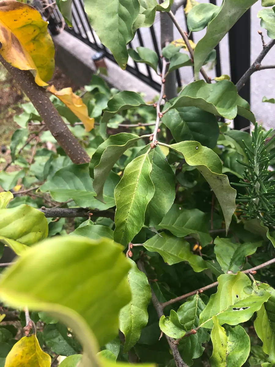 グミの木ですが種類が分かりません。どなたかお分かりになる方