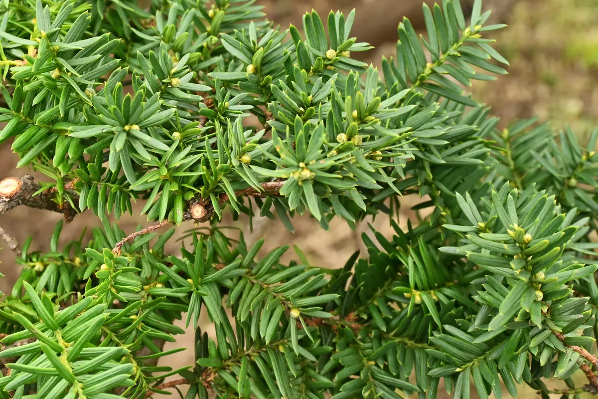 この木はマキの木でしたでしょうか。どうも針葉樹はなかなか覚 この木はマキの木でしたでしょうか。どうも針葉樹はなかなか覚