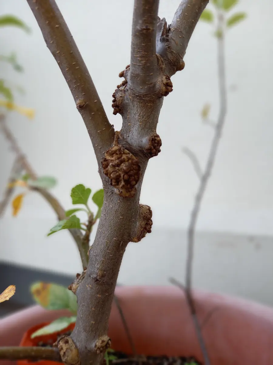種から育てて3年目のリンゴの木について質問です。幹に画像の｜園芸