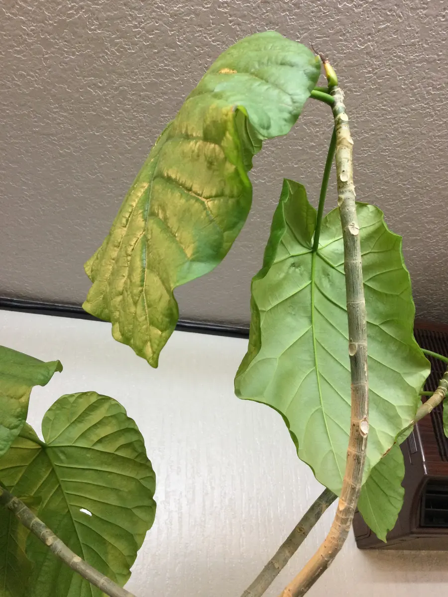 年季の入ったウンベラータです