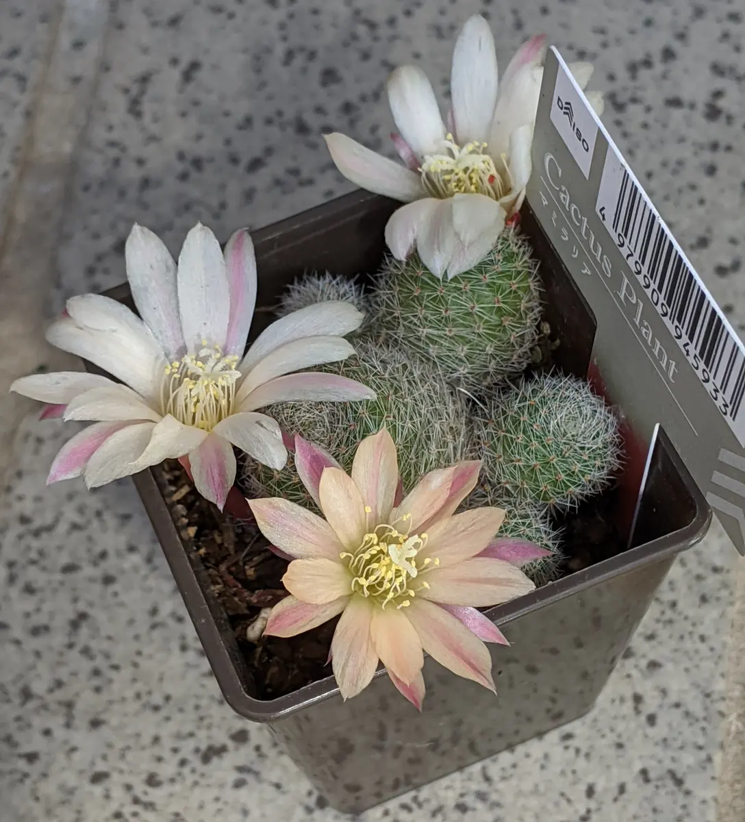 このサボテンの品種を教えてください。昨年の5月頃、花が終わ このサボテンの品種を教えてください。昨年の5月頃、花が終わ