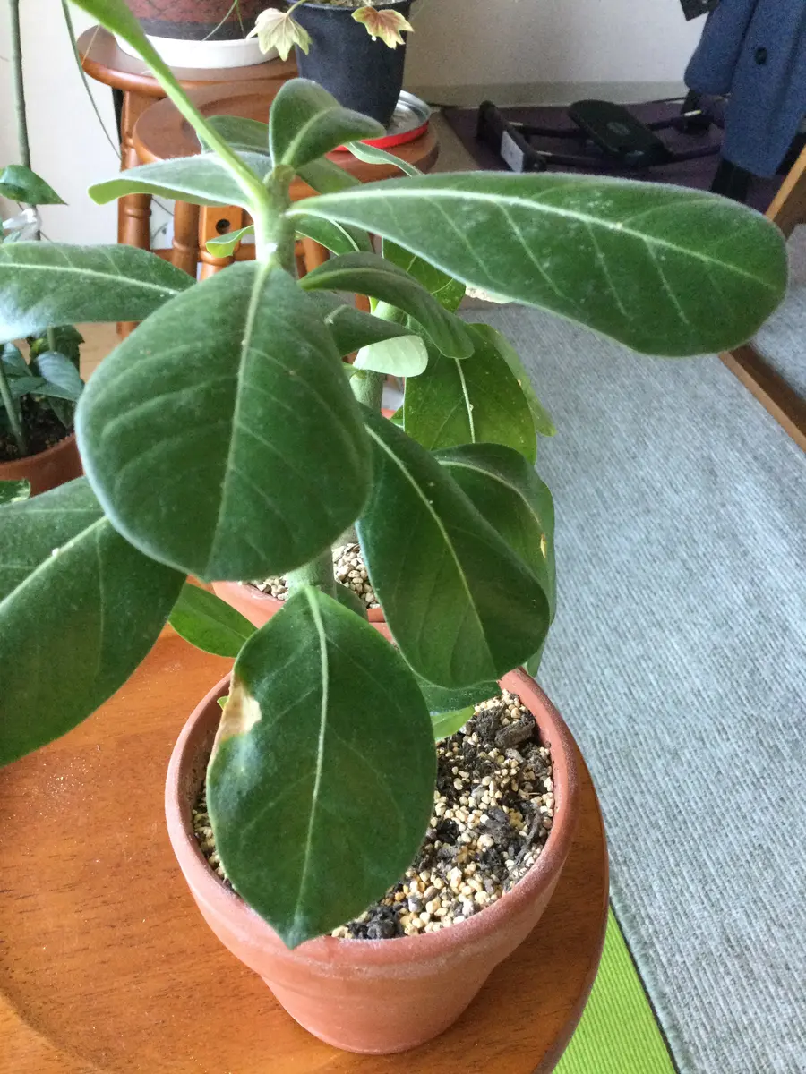 アデニウム アラビクム(アラビカム)【観葉植物 3.5号鉢Mサイズ】｜ 【植物のＩＴＡＮＳＥ】全品送料無料・即出荷!