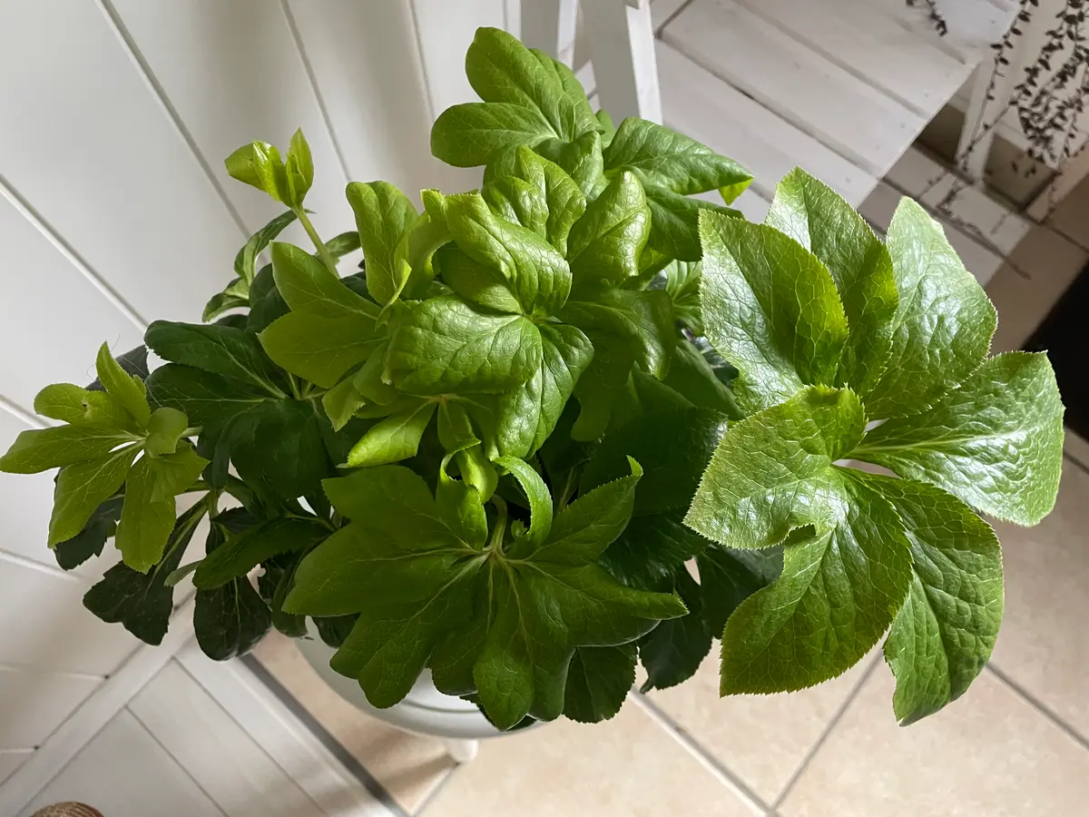 葉がきれい✨リグリクス野田園芸♥クリスマスローズ✨グリーン来季用✨香り