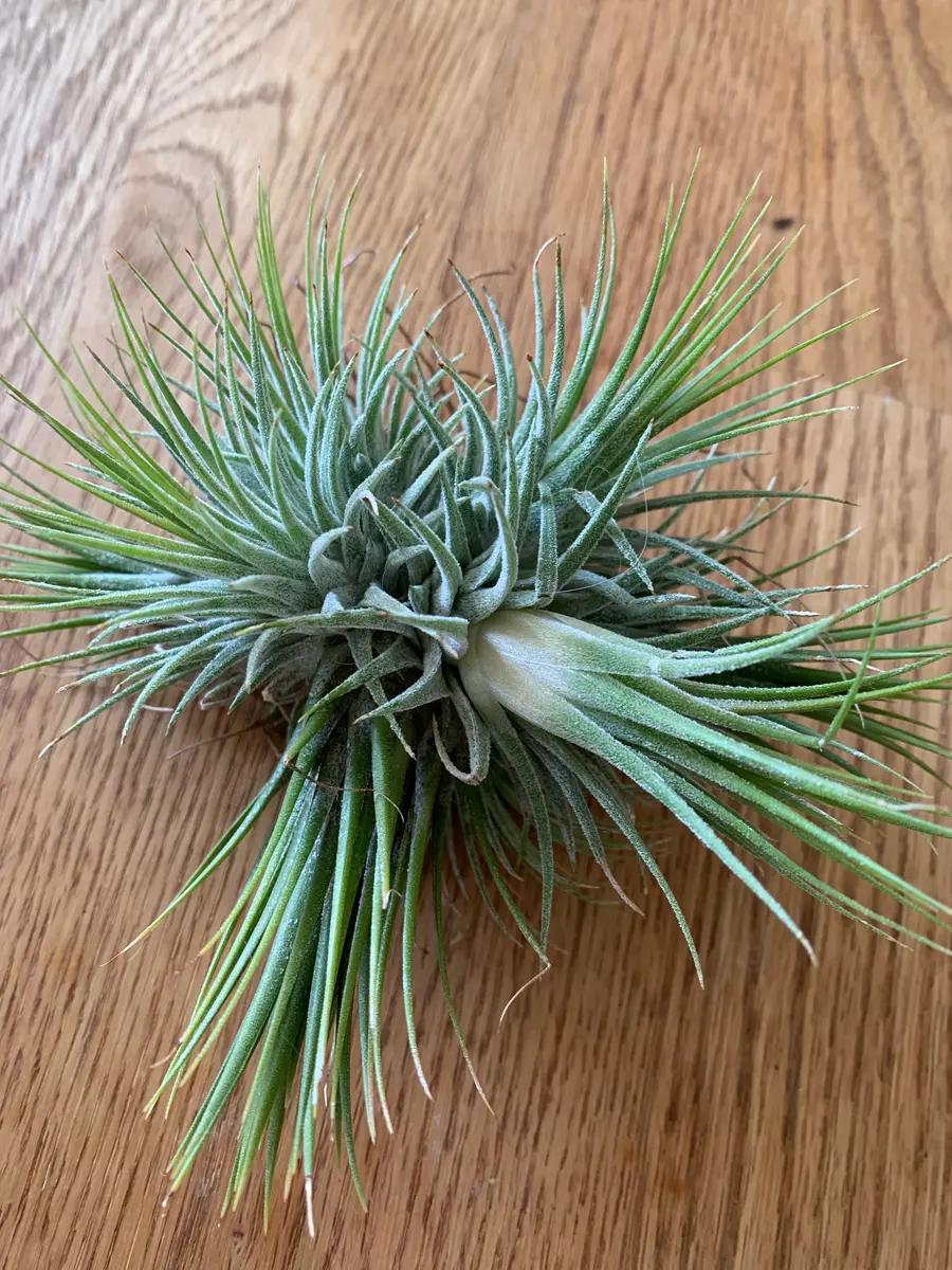 エアプランツ(チランジア)の子株が突然外れてしまいました。｜園芸