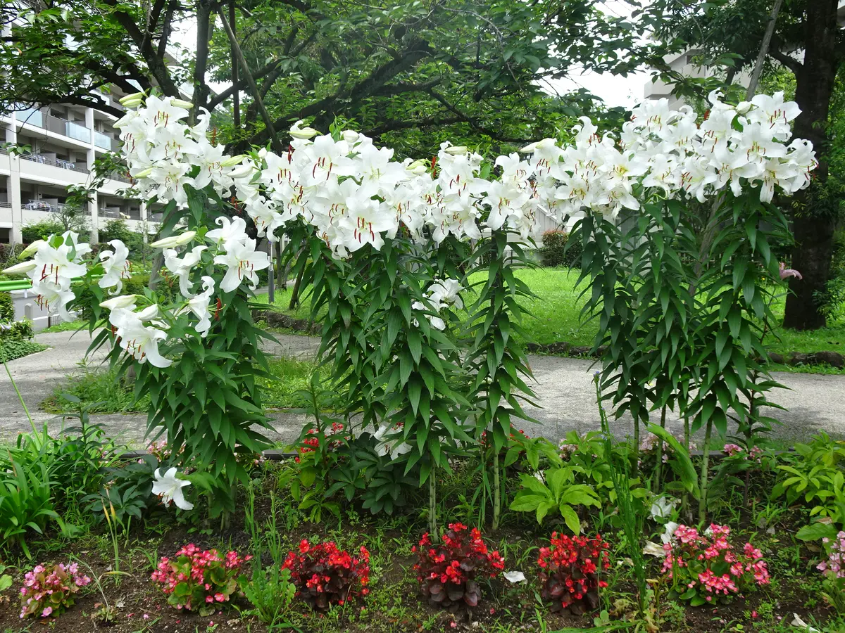 花壇にカサブランカを育てて4年目。年々株が増えて最初1個の球