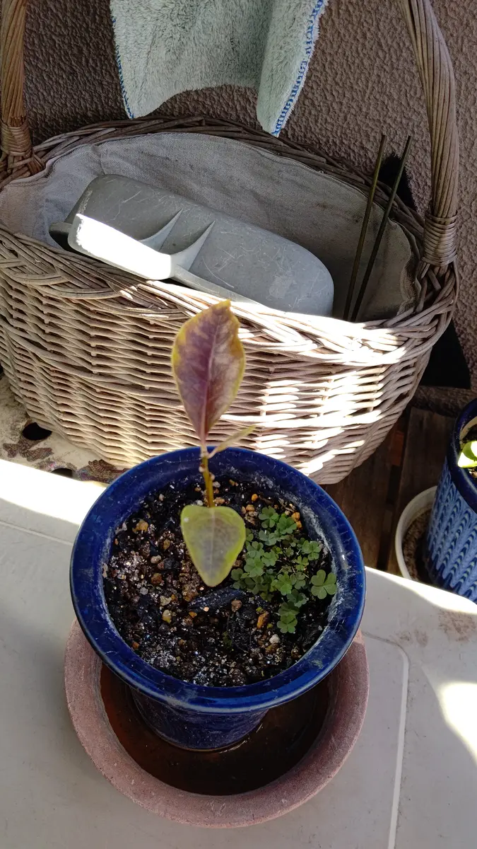 ニオイバンマツリを挿し木しましたが、葉っぱの色が茶色くなっ