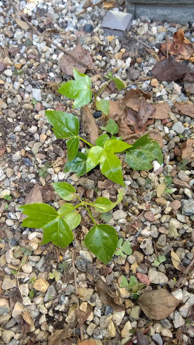 近所に生えてた葉っぱです 柿の木の下に所々生えてます。近所には同じ様な葉っぱのある物