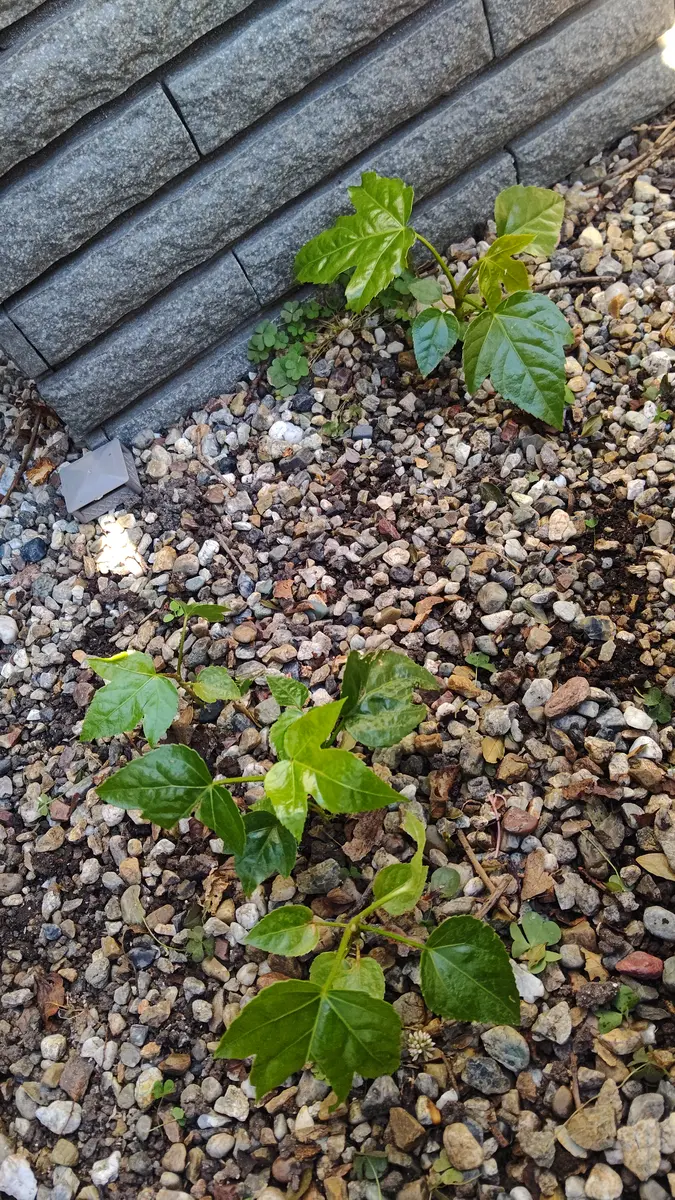 柿の木の下に所々生えてます。近所には同じ様な葉っぱのある物