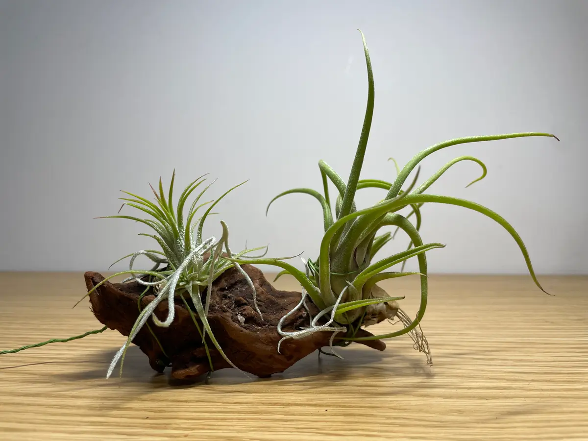 新品　エアープランツ　花芽付き でしたが花は終わり　流木は付きません 新品 エアープランツ 花芽付き でしたが花は終わり 流木は付きません