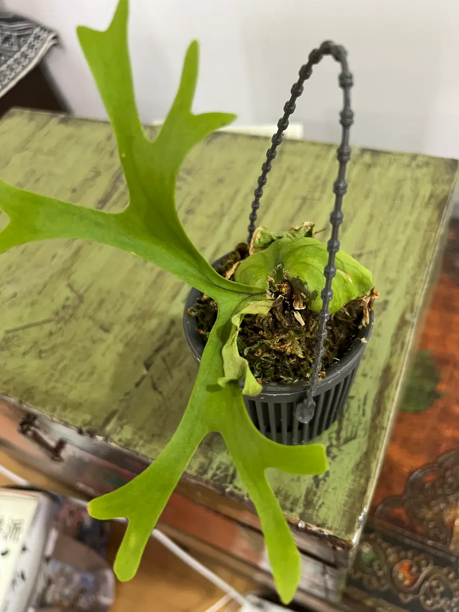 コウモリランの新芽が枯れてしまいました。室温は分かりません
