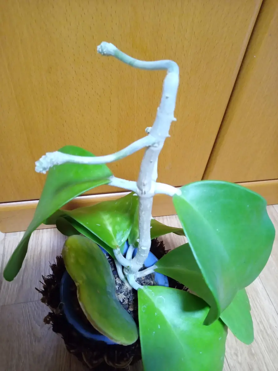 ホヤカーリー(ハートホヤ)をいただきました。夫の職場にあって ホヤカーリー(ハートホヤ)をいただきました。夫の職場にあって