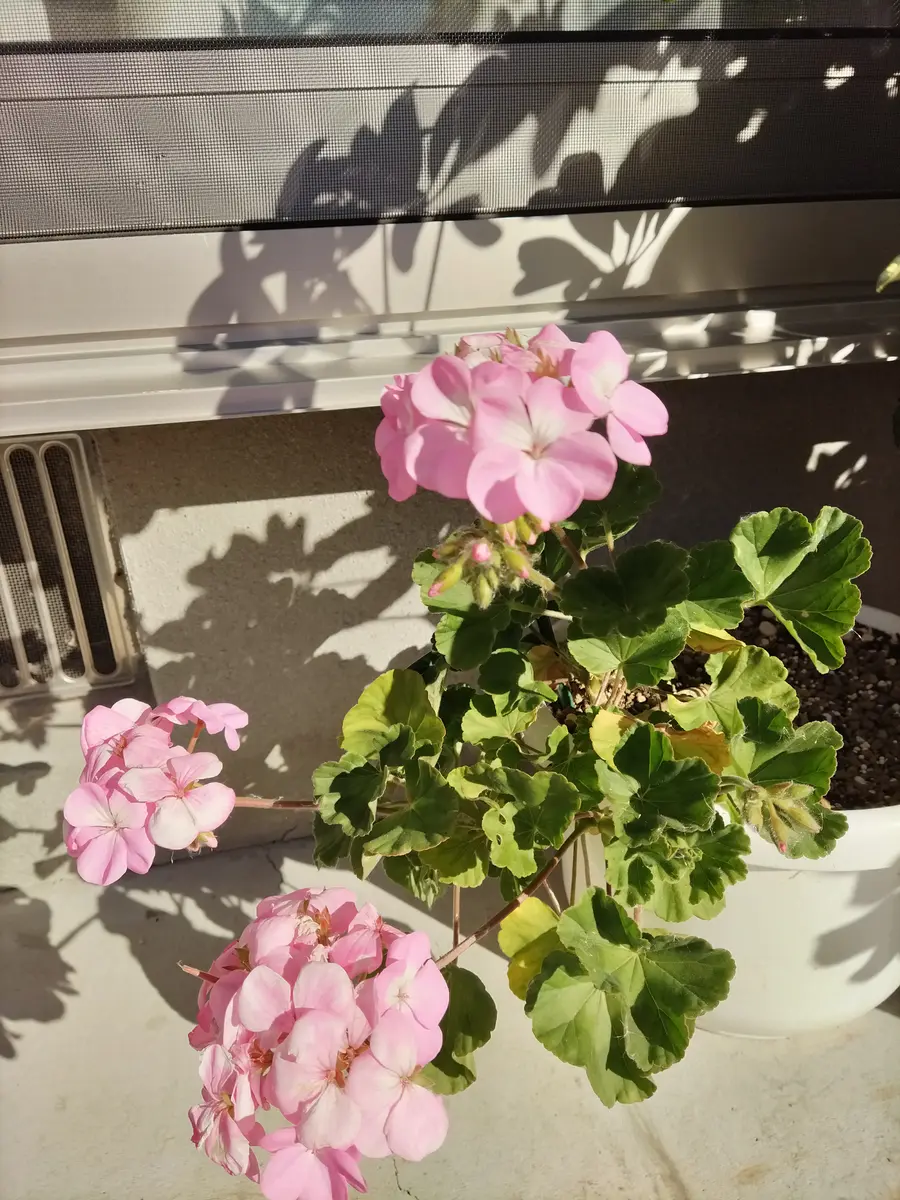 ゼラニウムですが、現在花も蕾もつけますので2週間に1度ぐらい