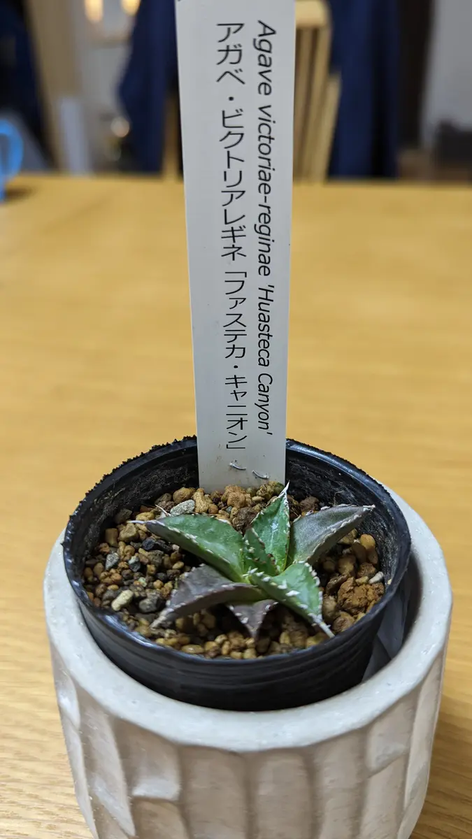 初めての質問になりますお手柔らかにお願い致します近所の園 初めての質問になりますお手柔らかにお願い致します近所の園