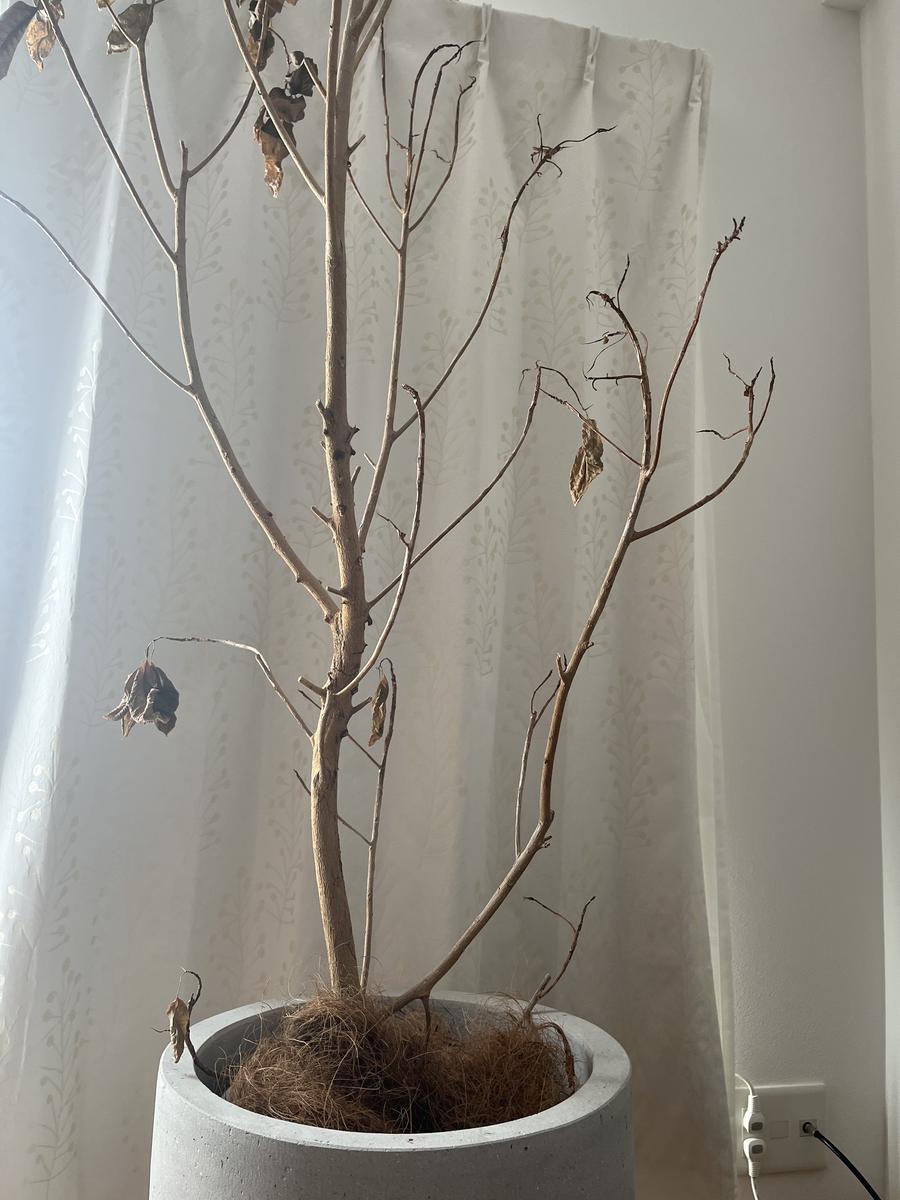 ゴム の 木 新芽 開か ない