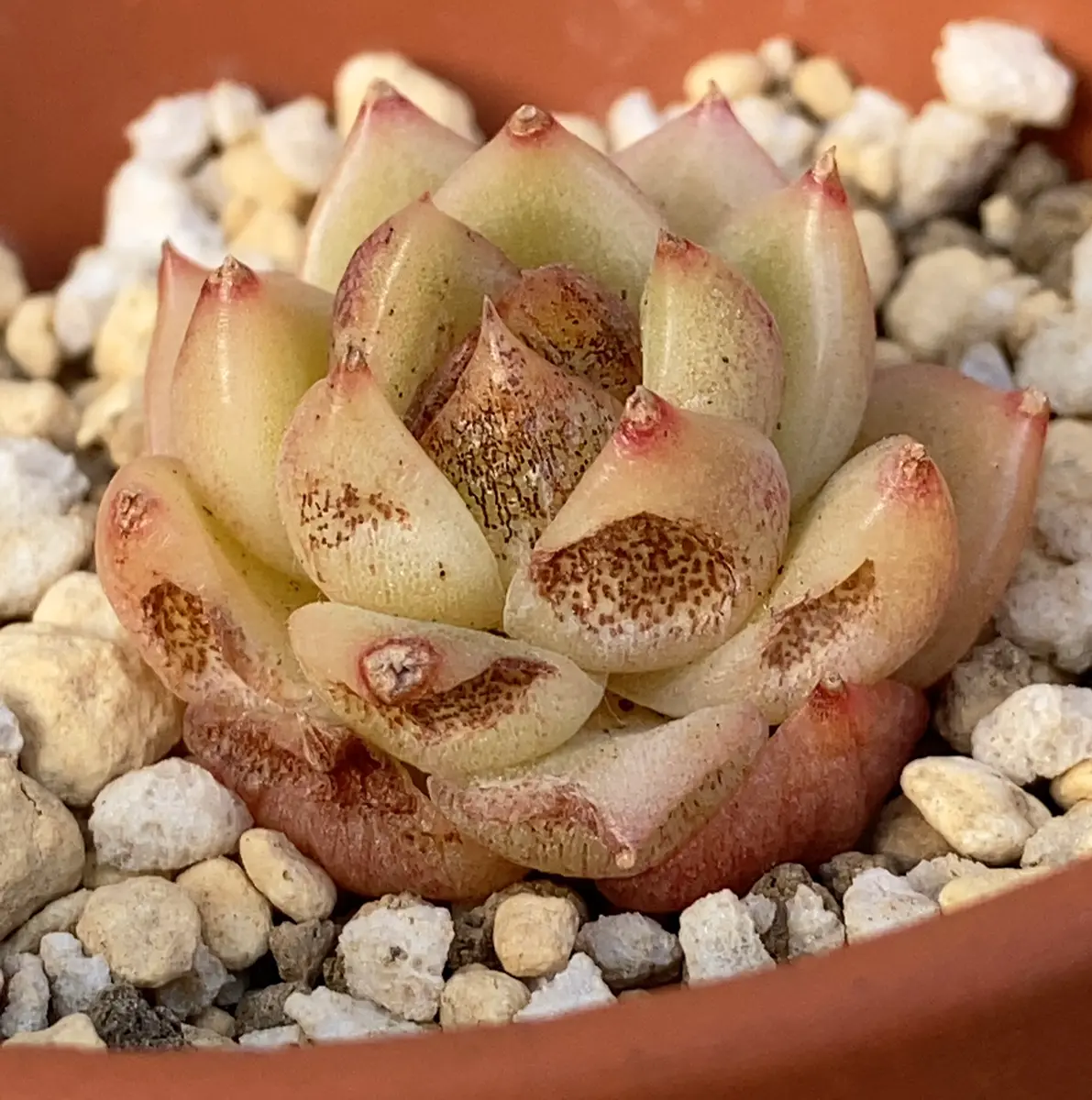 多肉植物超初心者です。最近、韓国のカット苗をいくつか購入し 多肉植物超初心者です。最近、韓国のカット苗をいくつか購入し