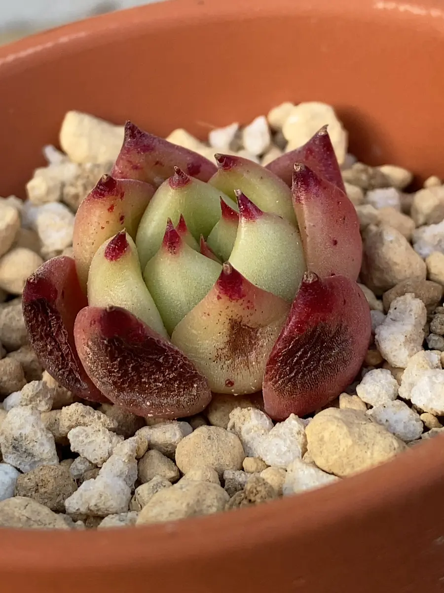 多肉植物超初心者です。最近、韓国のカット苗をいくつか購入し 多肉植物超初心者です。最近、韓国のカット苗をいくつか購入し
