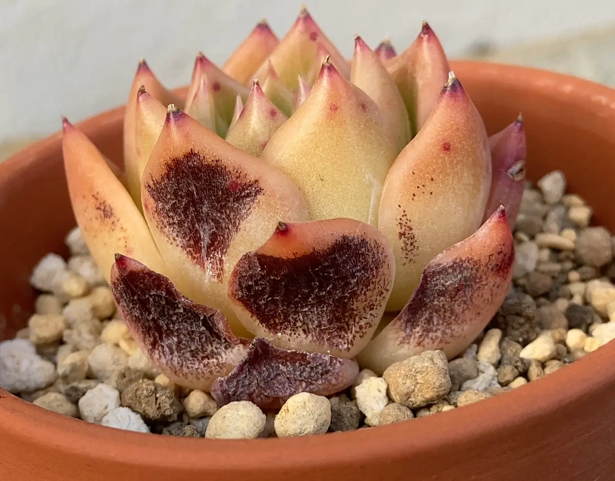 多肉植物超初心者です。最近、韓国のカット苗をいくつか購入し 多肉植物超初心者です。最近、韓国のカット苗をいくつか購入し