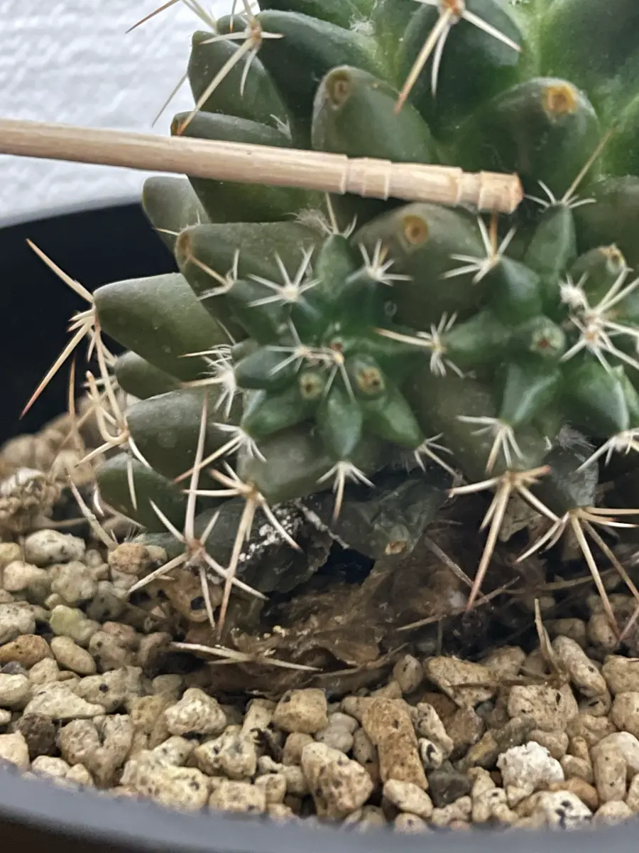 サボテン（ブカレンシス）の一部が腐ってしまいました。12月中