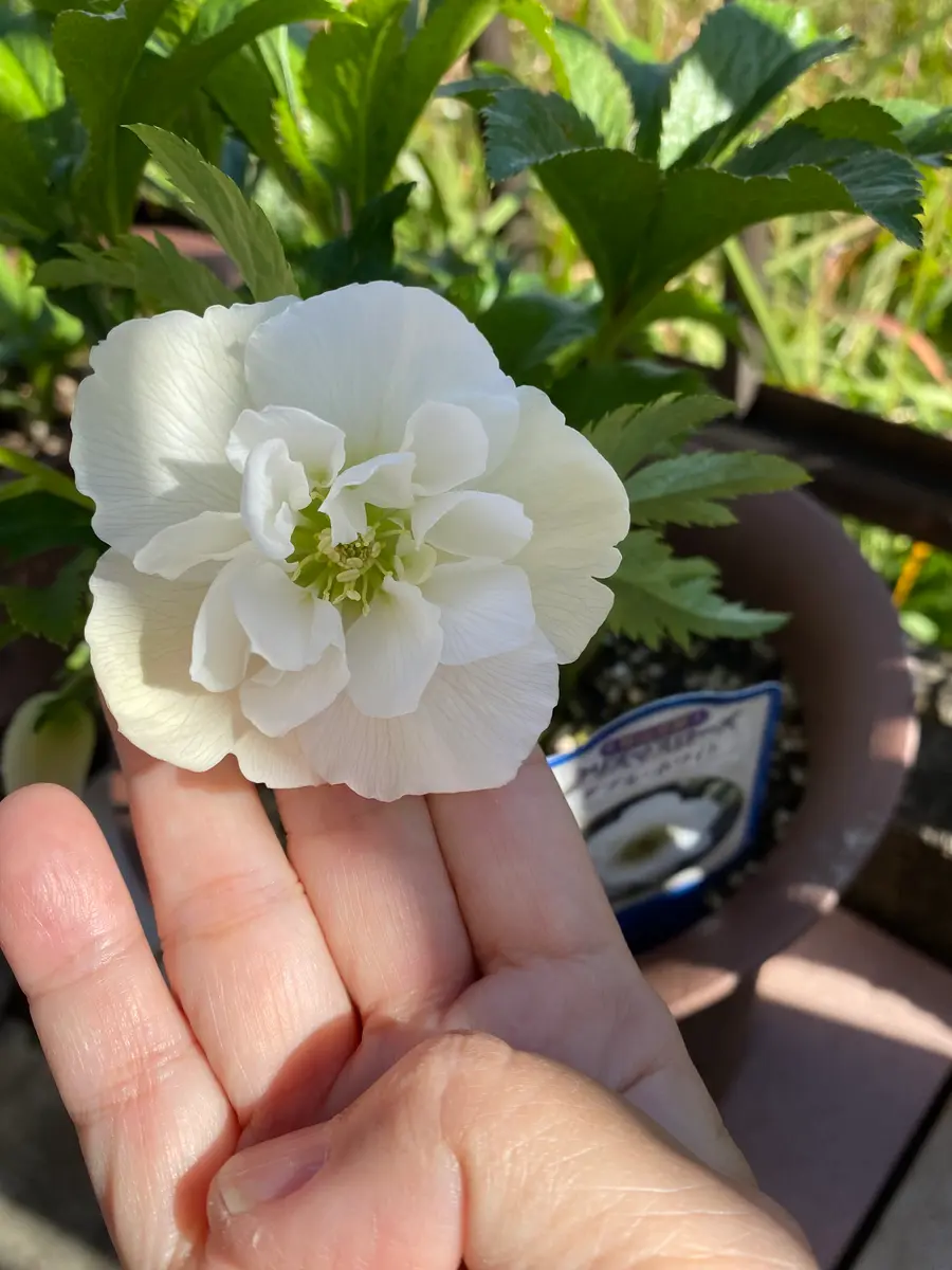 昨年2月に買ったクリスマスローズの花の形が、今年は全く変わ