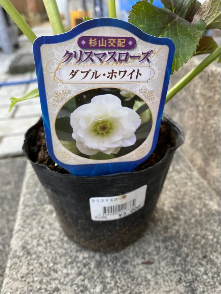 昨年2月に買ったクリスマスローズの花の形が、今年は全く変わ