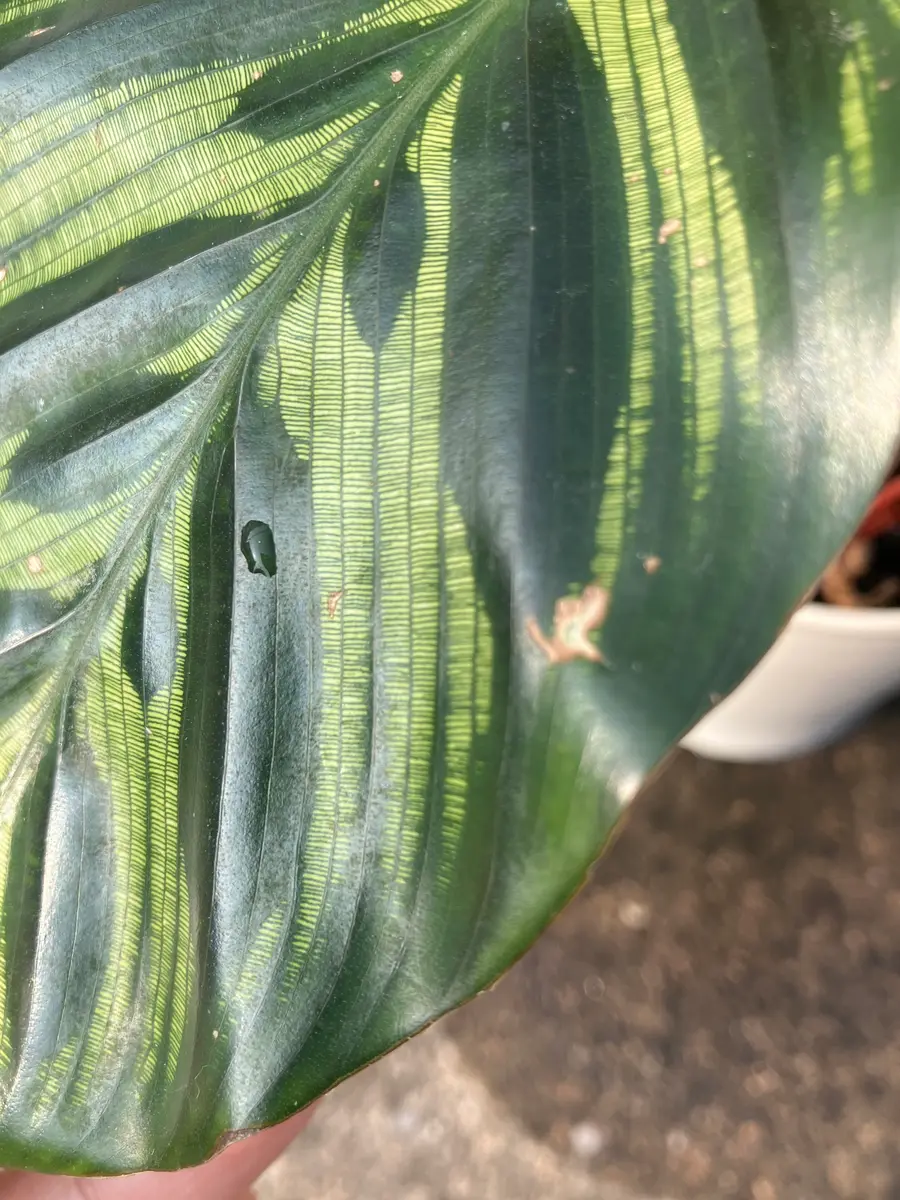 ネットでマコヤナを購入しました。来た時、葉っぱには傷み(専門