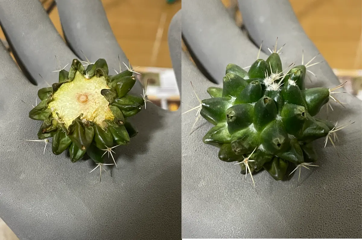 サボテン【エキノプシス　チョコレート】(国産・育成株からの株分け) サボテン【エキノプシス チョコレート】(国産・育成株からの株分け)