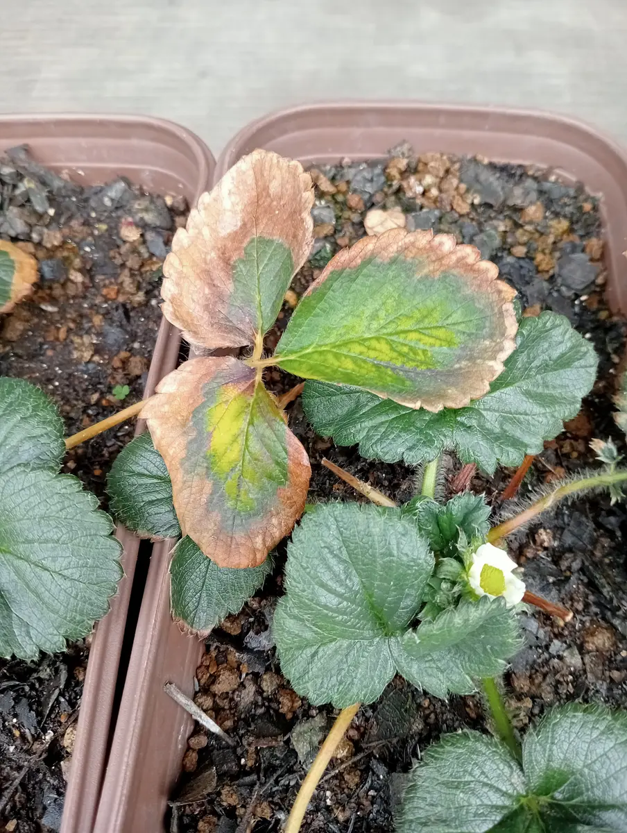 ビカクシダの枯れ苗からイチゴが奇跡的に生えてきた鉢植え 観葉植物 苺
