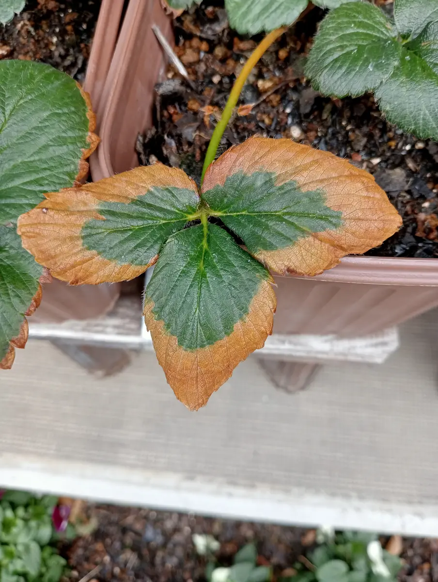 ビカクシダの枯れ苗からイチゴが奇跡的に生えてきた鉢植え 観葉植物 苺