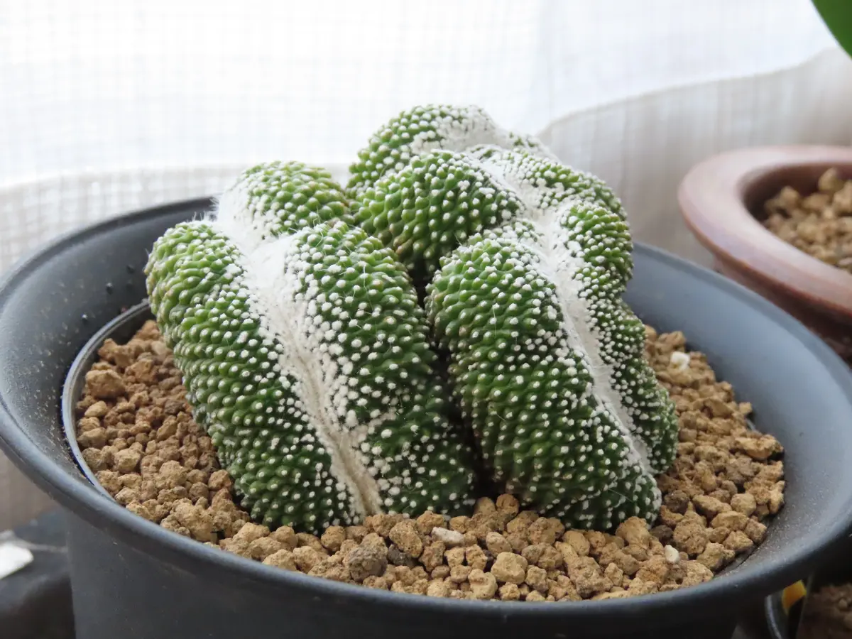 ホームセンターで見つけました。初めて見るもので思わず購入｜園芸
