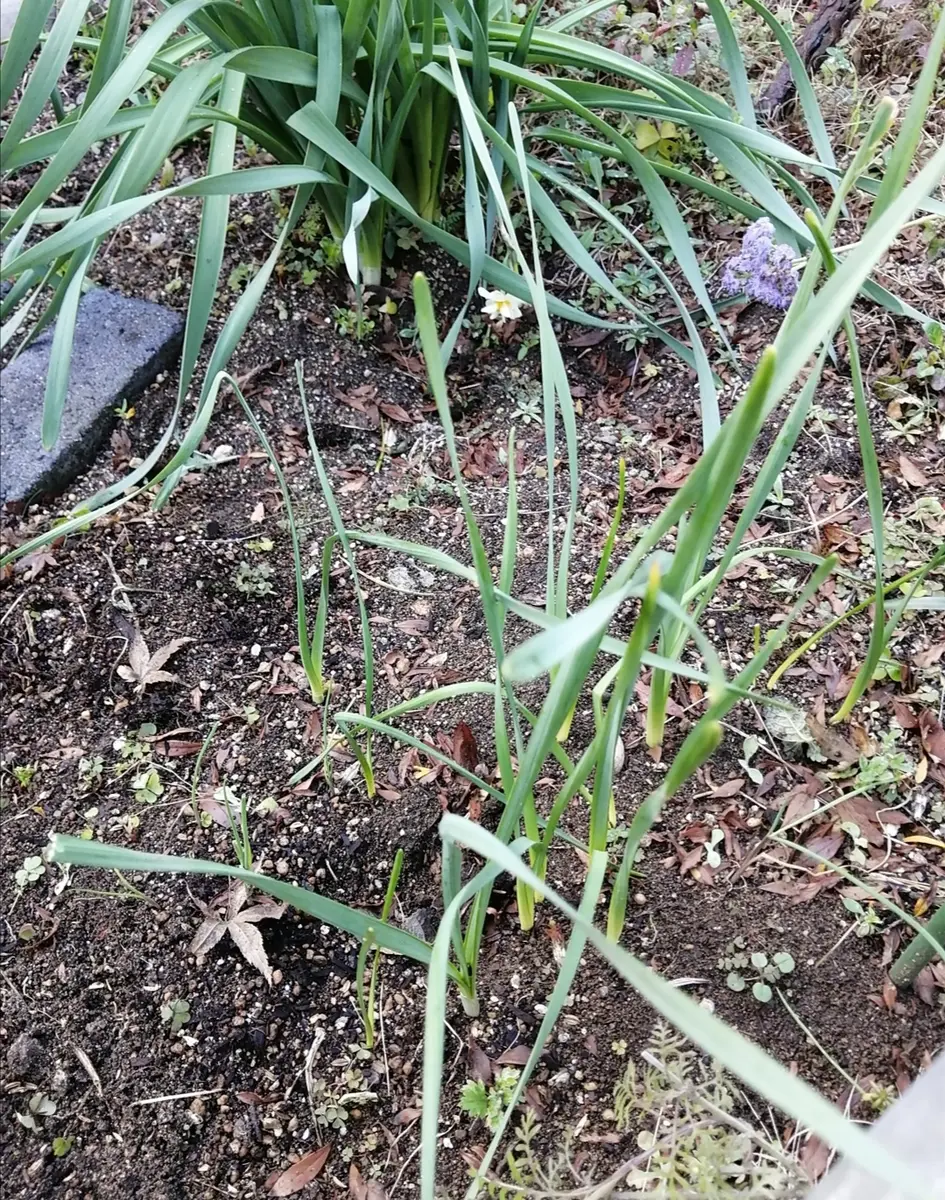 日本水仙のそば30cmほどのところから出てきたこの葉っぱは水仙