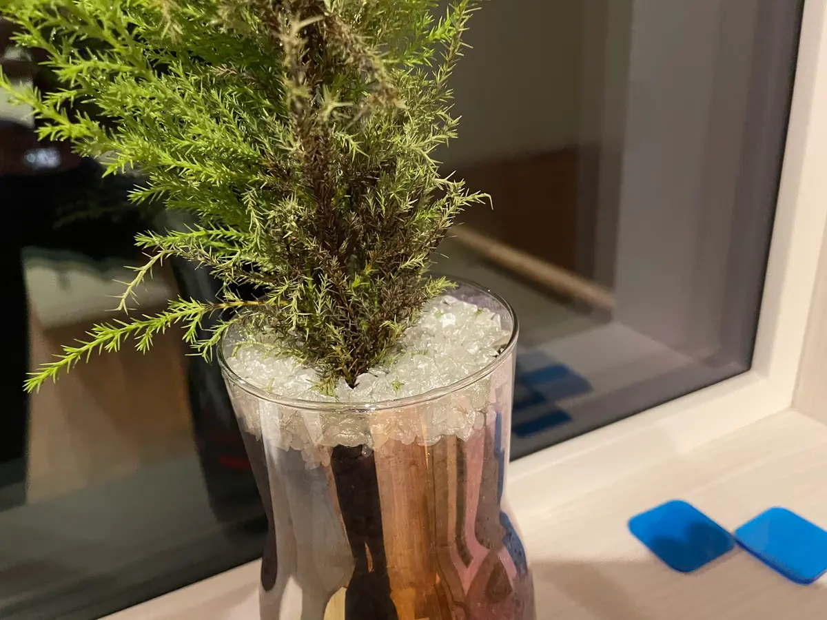 ゴールドクレスト♡5年生 土が乾いたら水やりします〰️ ゴールドクレスト♡5年生 土が乾いたら水やりします〰️