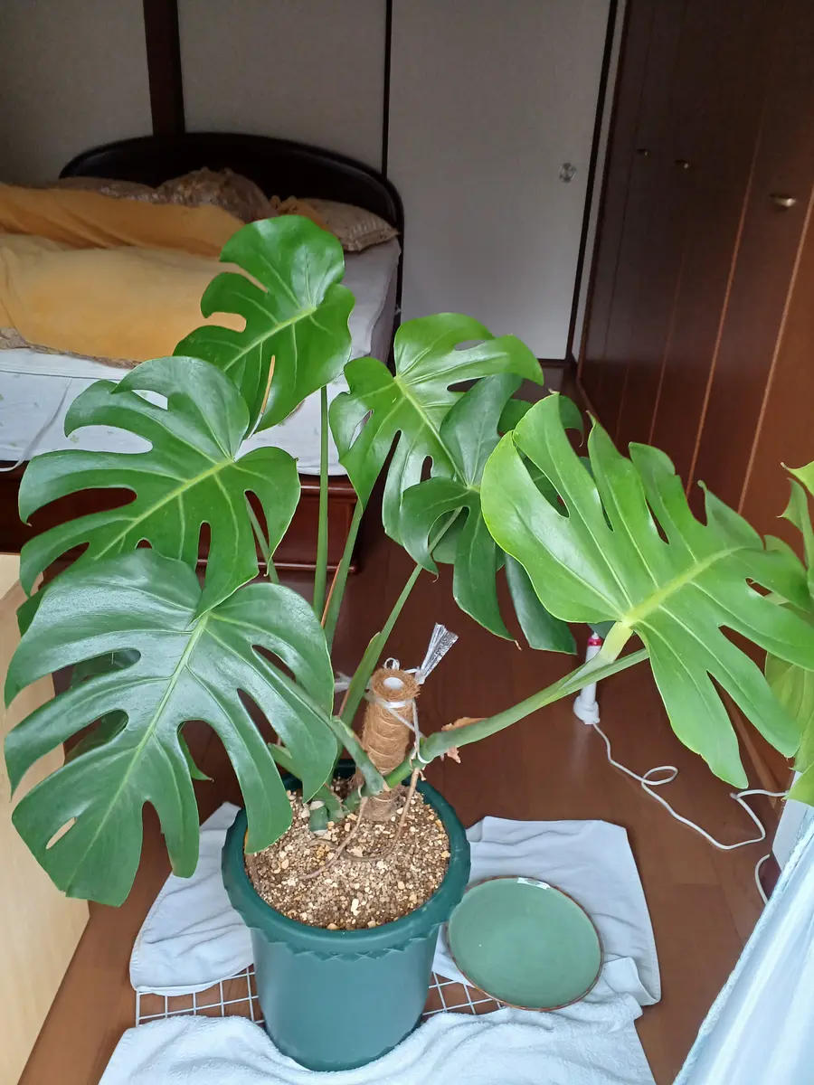 パキラとモンステラですが葉っぱ水をモンステラは2日に一回位