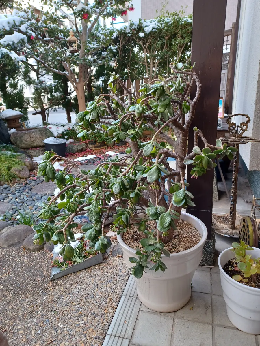 10/31(木)15時まで金のなる木 しぶとい金のなる木｜🍀GreenSnap（グリーンスナップ）