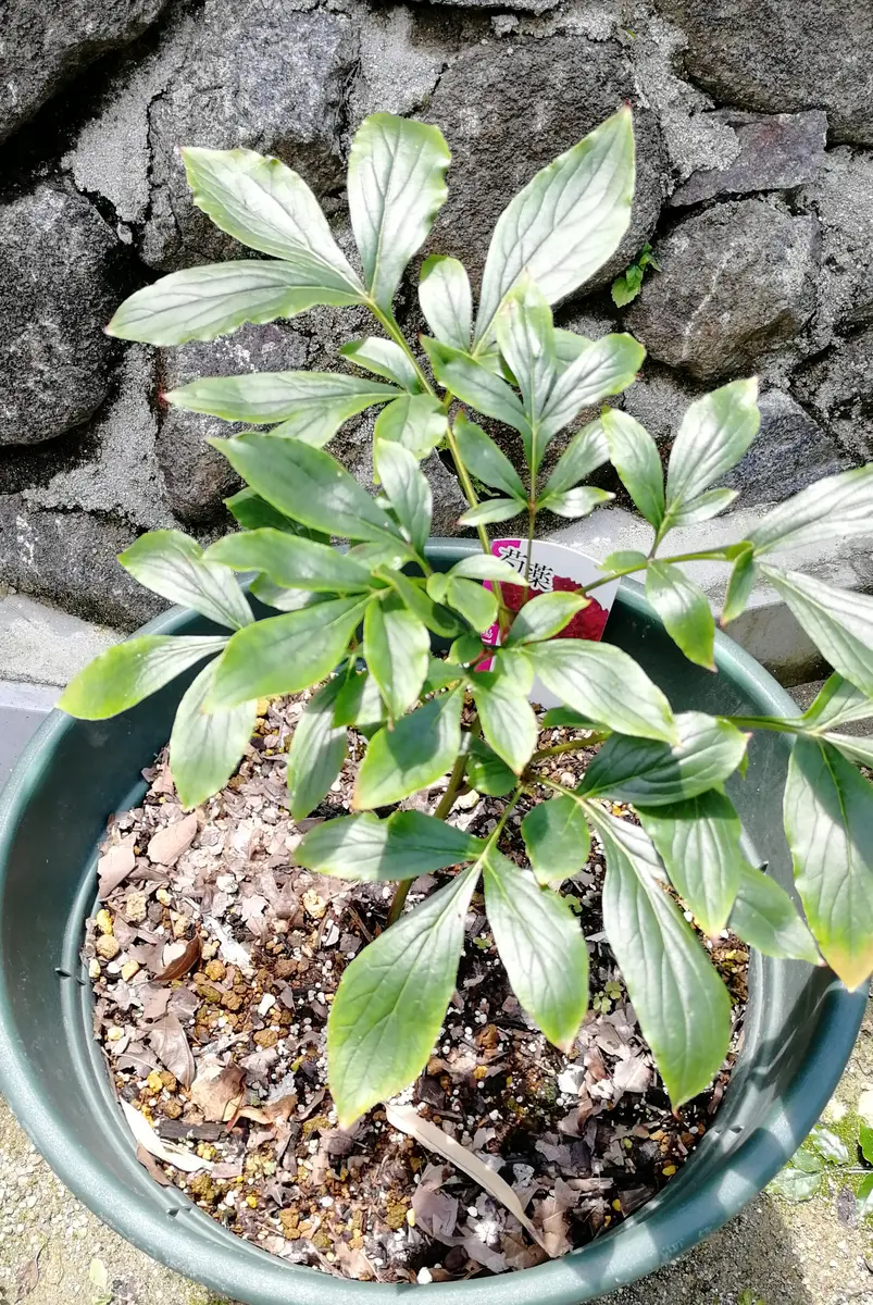 junimama様専用 芍薬3種 楽天市場】芍薬苗（シャクヤク苗）スイート