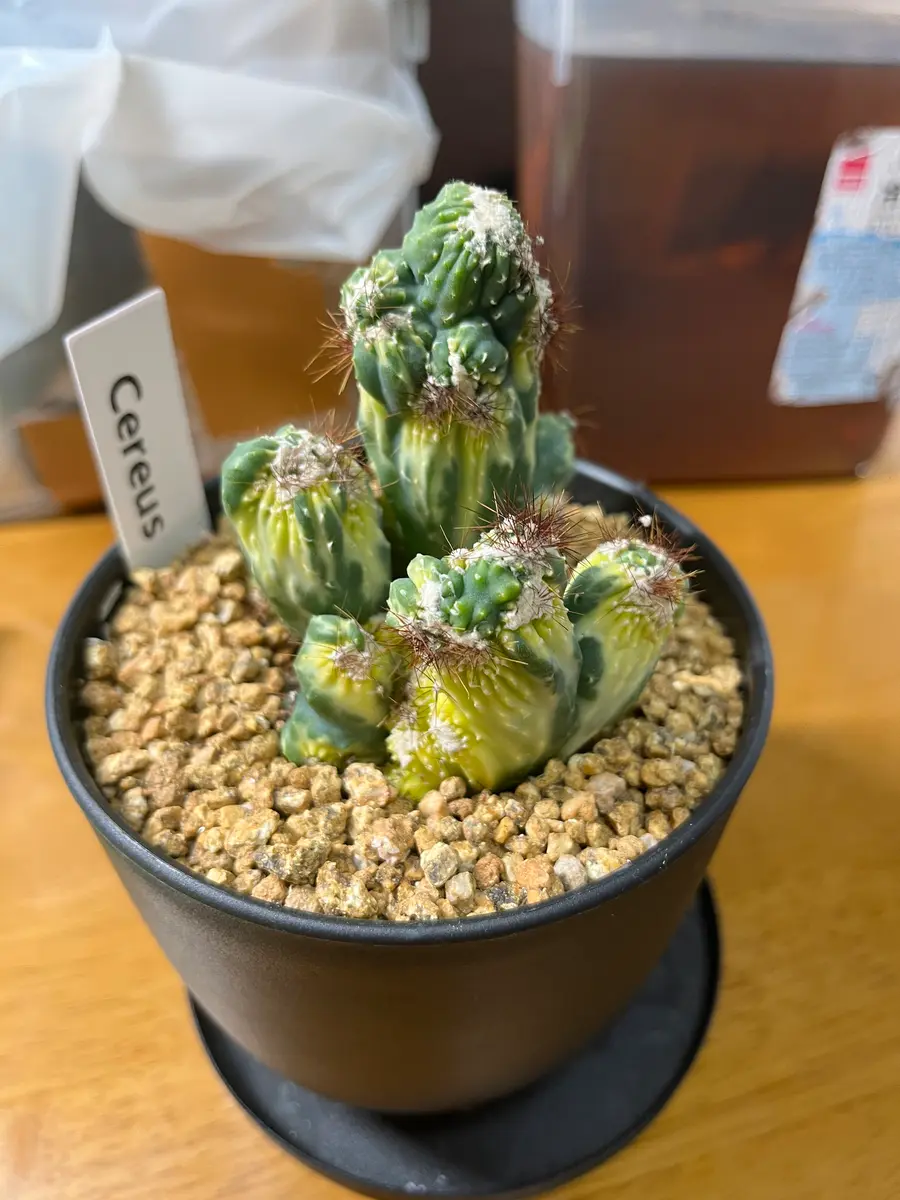 こんにちは！綴化サボテンについて。本日園芸店で、綴化斑入り