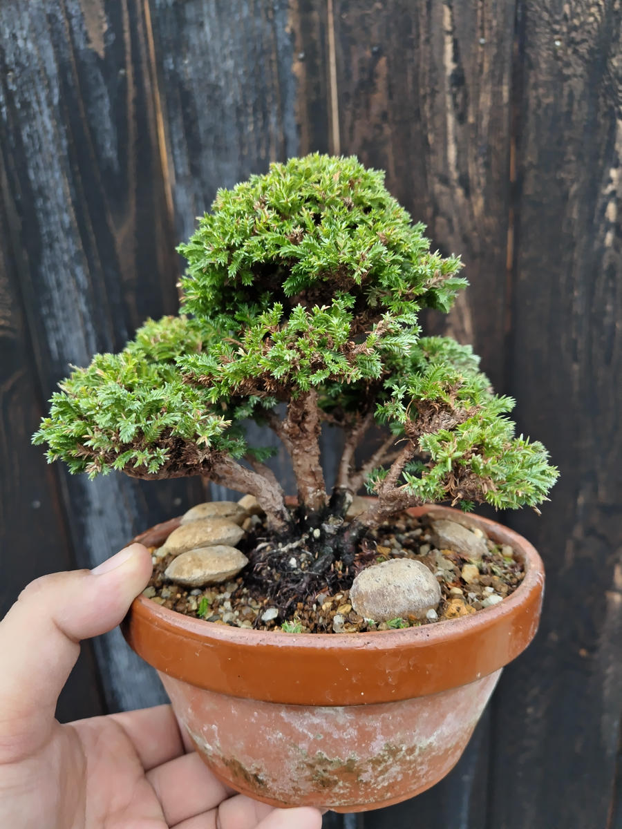 この植物の名前を教えて下さい2枚目の写真は先祖返りした写真...｜園芸 