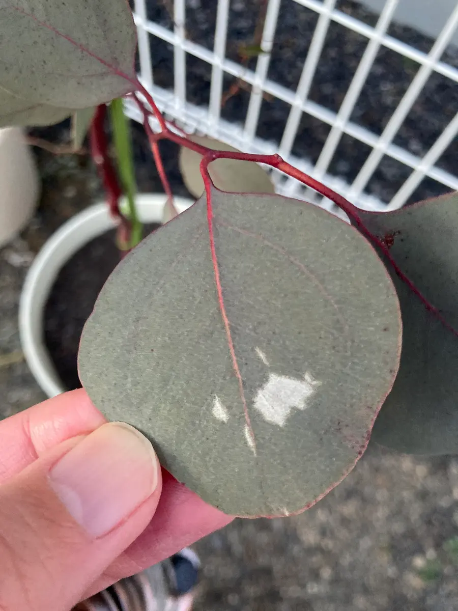 ユーカリポポラス鉢植え庭置き:お世話になっております。ユ ユーカリポポラス鉢植え庭置き:お世話になっております。ユ