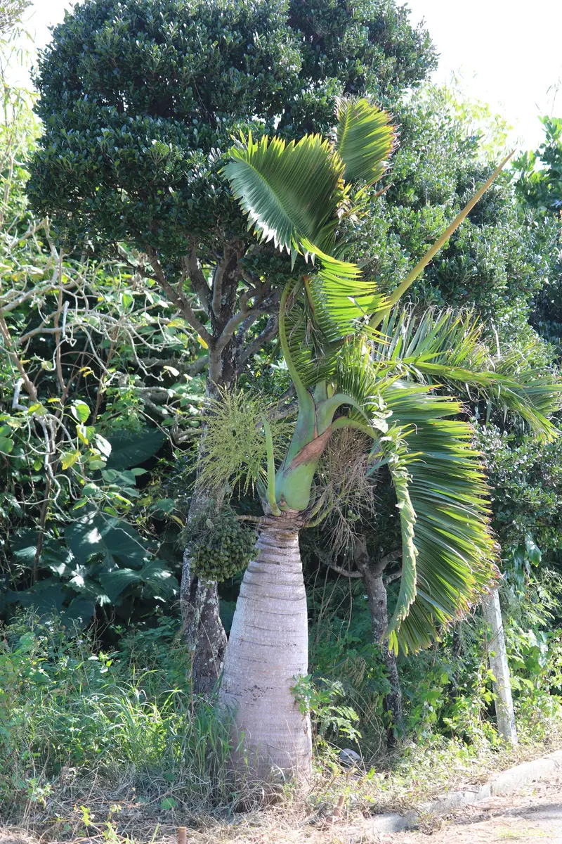 宮古島産トックリヤシ 1月宮古島への旅行で見つけました。ソテツ？と思いましたが鈴な
