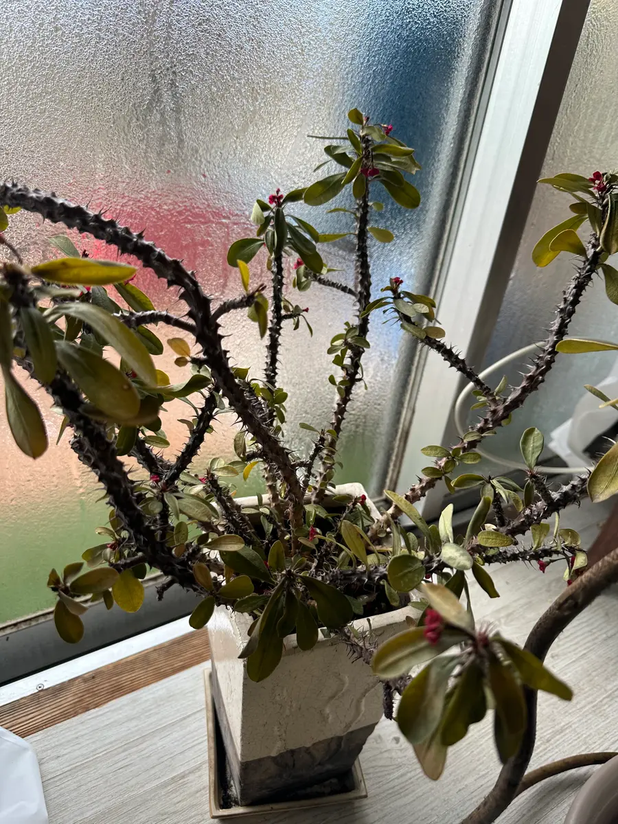 こんにちは 小さい鉢から育ててるキリンソウが枯れそうです ｜園芸