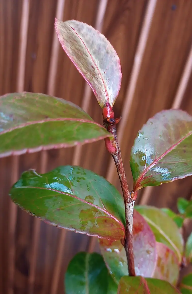 山茶花　×2鉢 レコメンド :: 植物モチーフの器 :: 山茶花 2.5寸小付 - マルミツ