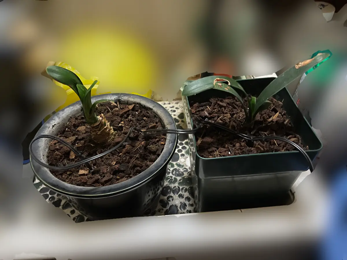 sonotoki様専用 フェイジョア 無農薬 なおとフェイジョア園 Naoto's