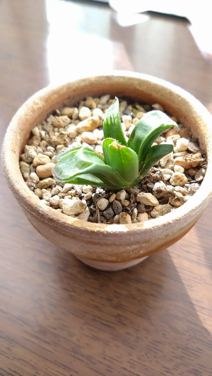 昨年7月頃に初めて頂いた、ハオルチアの育て方について教えて