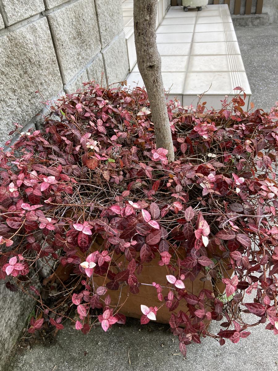 オリーブの鉢に同居しているハツユキカズラです。葉っぱ全体...｜園芸 