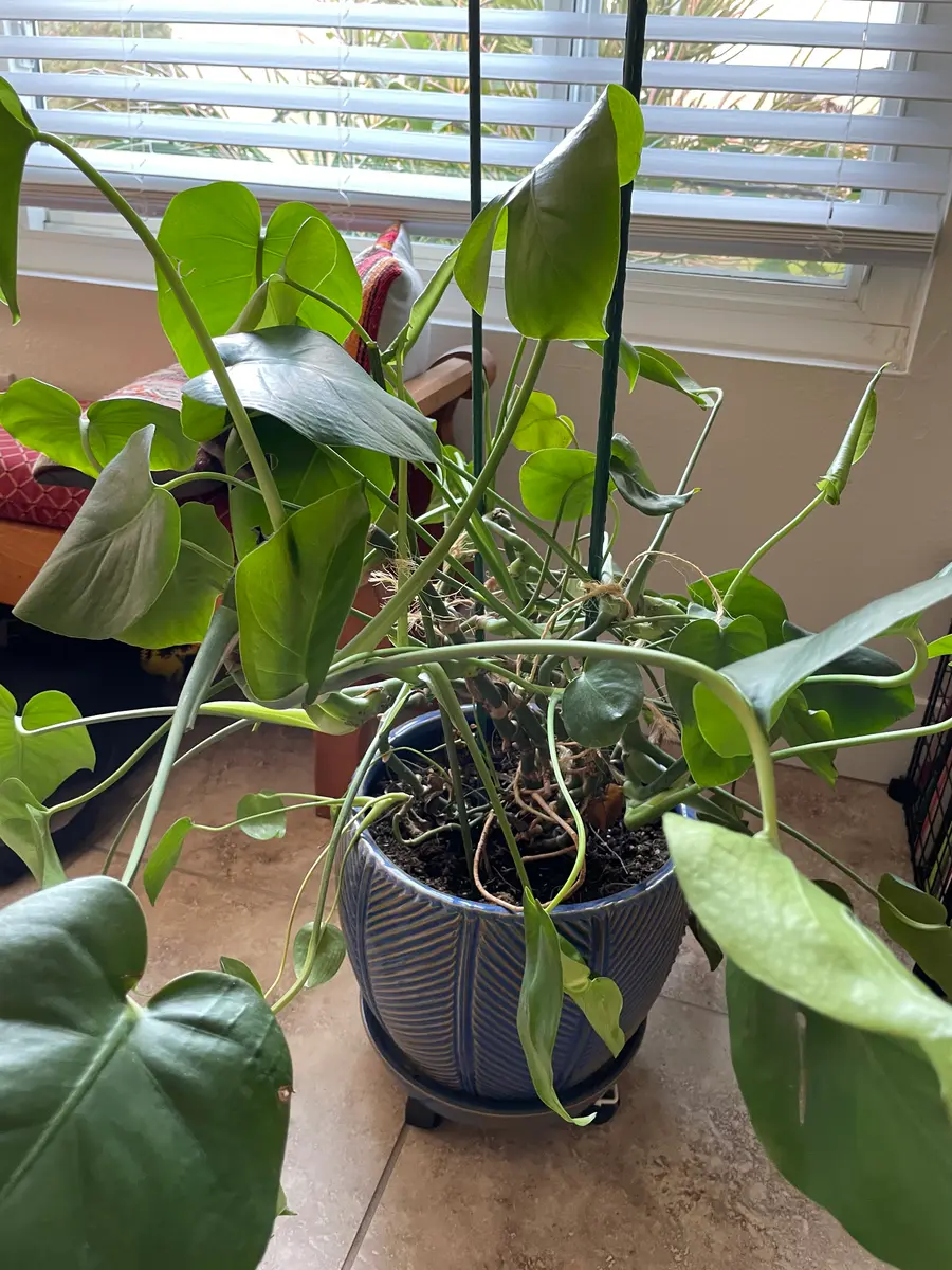 モンステラ・レガシー 大きめの葉 モンステラ・レガシー 大きめの葉 観葉植物